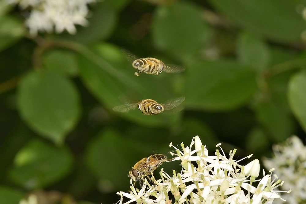 Corteggiamento di syrphidae? 